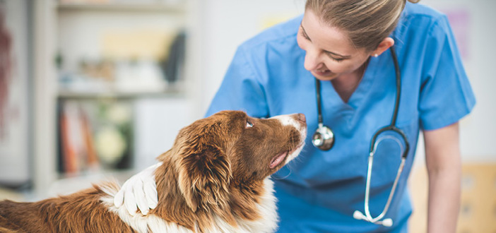 Female Veterinarian Examining Dog
