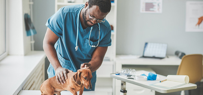 Veterinarian With Dog In Office