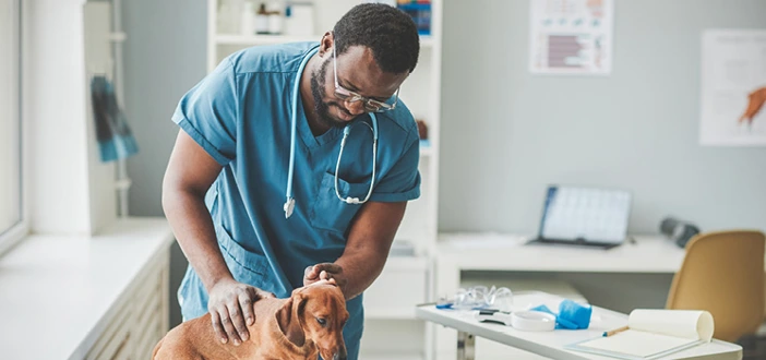 Veterinarian With Dog In Office