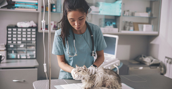 Veterinarian Cat Check Up